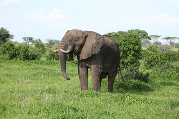 Wild Elephant (Elephantidae) in African Botswana savannah