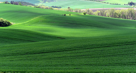  Striped fields of South Moravia in summer, Czech Republic