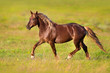 Red horse with blond long mane trotting in green spring field