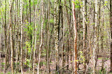 Wall Mural - English woodland coming to life in spring