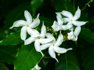 Gardenia jasminoides flower.