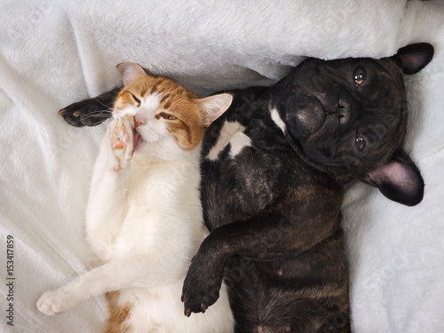 Plakat Pies i kot śmieszne leżącej na białym kocem
