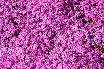 Poster - Background of small flowers of phlox