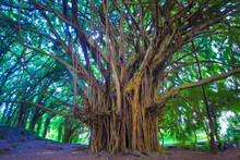 Beautiful Banyan Tree