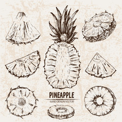 Wall Mural - Digital vector detailed line art pineapple fruit hand drawn retro illustration collection set. Thin artistic pencil outline. Vintage ink flat style, engraved simple doodle sketches. Isolated