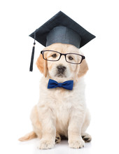 Golden Retriever Puppy With Black Graduation Hat And Eyeglasses. Isolated On White Background