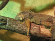 Odpoczywająca Iguana