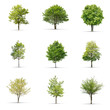 © Production Perig - High definition collection Tree isolated on a white background