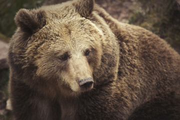 Braunbär