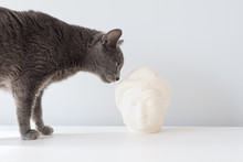 Domestic Green Eyed Cat Playing With Buddha Statue