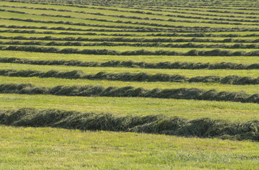 Wall Mural - meadow with hay rows