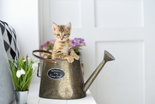 Red Kitten And Watering Can Free Stock Photo - Public Domain Pictures