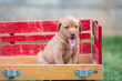Adorable puppy sitting in a wagon ready for a ride