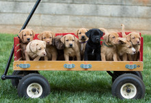 Special Delivery - Adorable litter of puppies in a wagon
