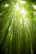 canvas print picture Lush green bamboo