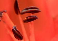 Extreme Close Up Shot Of Pollen And Stamen Of Lily Flower