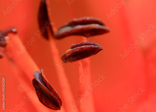 Fotografía Extreme close up shot of pollen and stamen of Lily flower