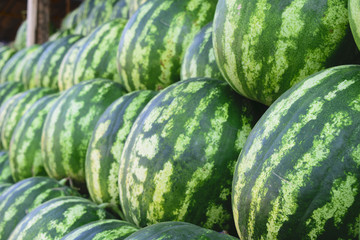 the sliced watermelons with the green fruit