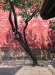 Chinese traditional red courtyard with tree and shadows