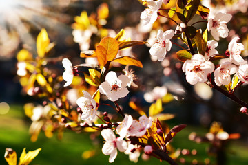 Wall Mural - spring fruit tree flowers in sunset light