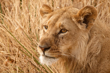 Wall Mural - Lion - Okavango Delta - Moremi N.P.