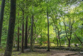  古都京都　上賀茂神社の森