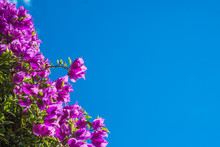 Pink Bougainvillea Flowers Against The Sky. Branch Of Beautiful Bougainvillea Flowers On Blue Sky Background