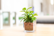 Glass Pot With Green Plant On Table