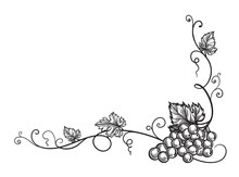 Set Of Grapes Monochrome Sketch. Hand Drawn Grape Bunches.