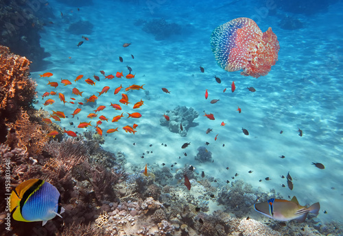 Fotografía Coral Reef and Jellyfish in the Red Sea, Egypt