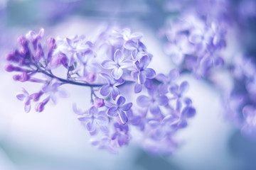 Wall Mural - delicate flowers . selective soft focus