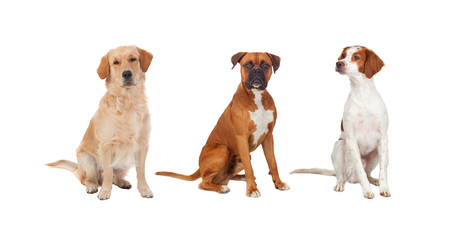 Wall Mural - Beautiful full portrait of three dogs