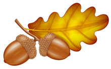 Oak Branch With Acorns And Leaf. Vector Illustration.