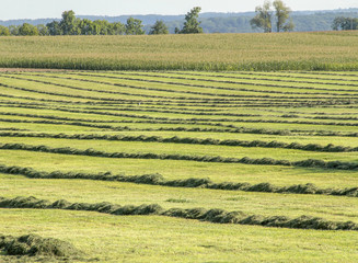 Wall Mural - meadow with hay rows