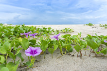 Ipomoea Pes-caprae On Sand Beach. / Beach Morning Glory On Sand Beach. / Purple Flowers In Beautiful Nature.