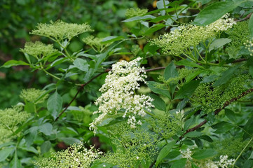 Sticker - Holunder Blüte - elder flower in spring