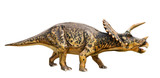 Fototapeta  - Dinosaur triceratops and monster model Isolated white background
