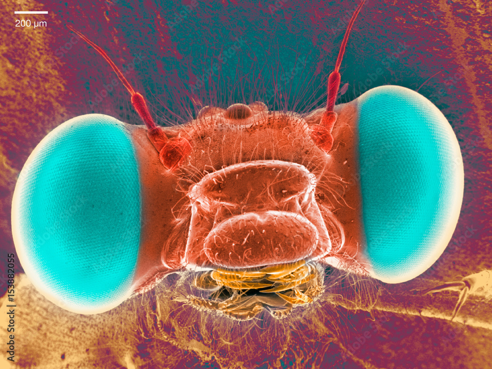 Scanning electron micrograph of a damselfly Stock Photo | Adobe Stock