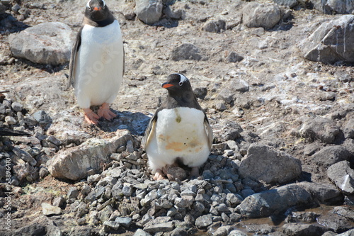 ペンギン アドビストックのデザイン かべいろ Com おしゃれ壁紙リフォーム貼り替え インクジェット壁紙のかべいろ Com