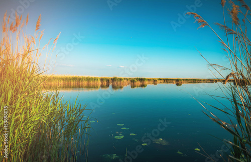 Schilfgürtel am Neusiedlersee in Burgenland, Österreich