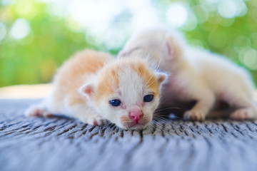 Two cute cats playing together,soft focus