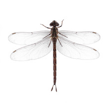 Dragonfly Isolated On A White Background