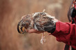 © Connect Images - Hunter holding dead quail