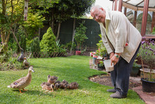 Senior Man Feeding Ducks In Garden