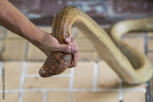 500_F_153913475_RDsx0hLvxzUQ87xW4VgwDqbpcs48C2QT.jpg