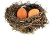 © Richard Villalon - Des œufs dans un nid sur fond blanc