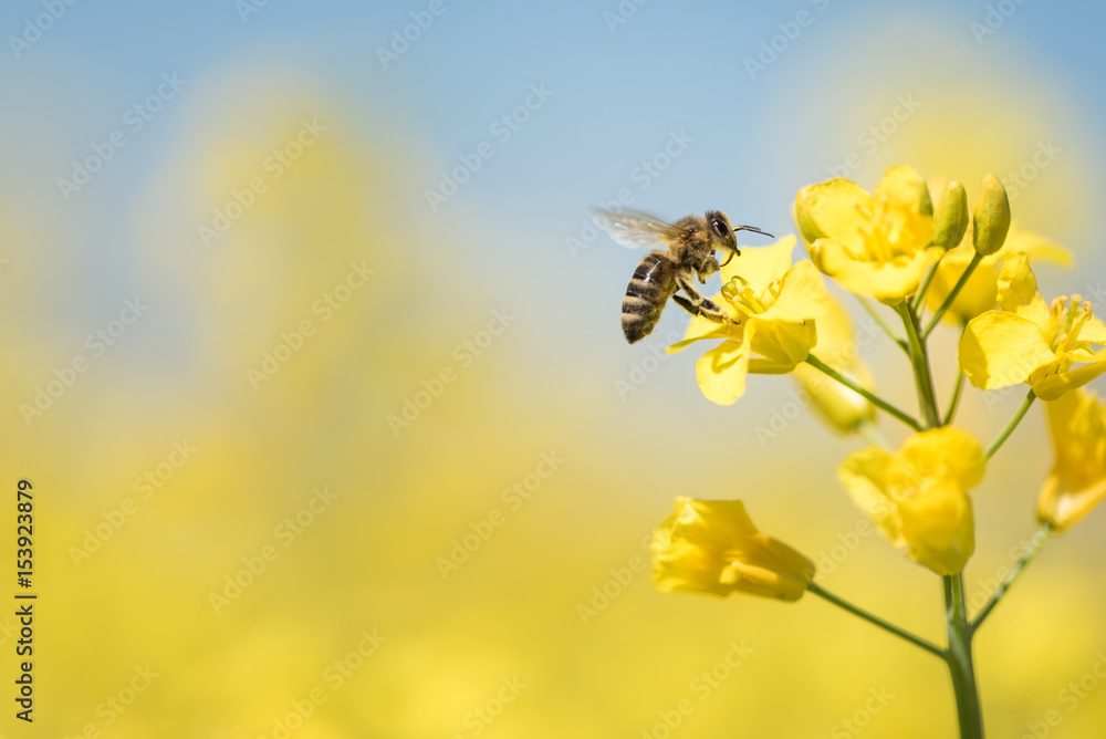 Biene sammelt Honig - Rapsblüte im Frühling - obrazy, fototapety, plakaty 