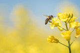 Biene sammelt Honig - Rapsblüte im Frühling