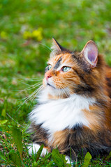 beautiful cat on a green field in spring dandelions