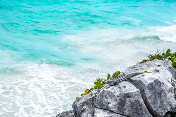 Wall Mural - Iguana on the Rocks